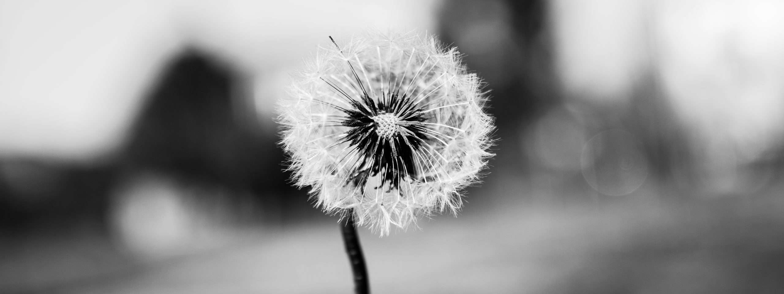 pusteblume, in stillem Gedenken